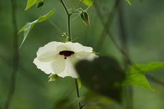 Hibiscus vitifolius